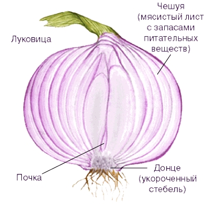 ЛУК