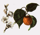 абрикос обыкновенный