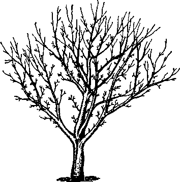формирование деревьев