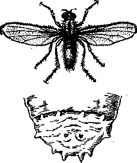 ростковая муха
