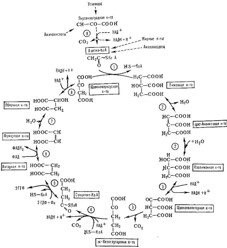 трикарбоновых кислот цикл