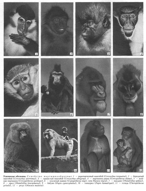 обезьяны (таблица 56)
