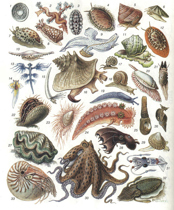 моллюски (таблица 31)