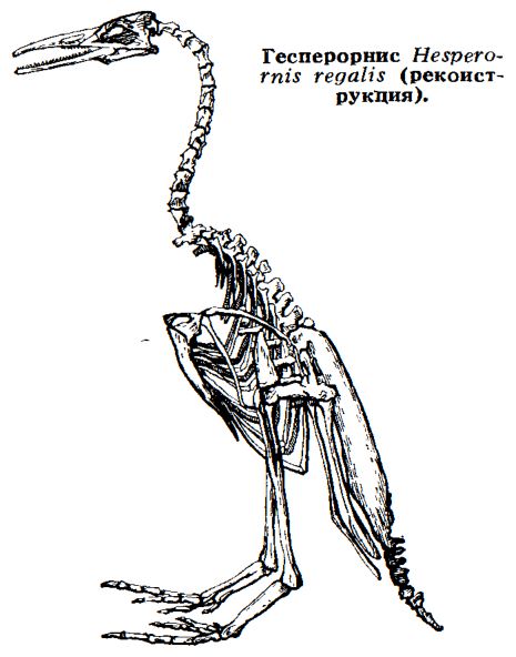 гесперорнисообразные