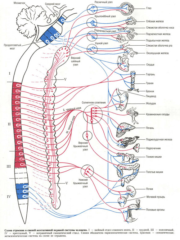 схема нервной системы человека (таблица 52)