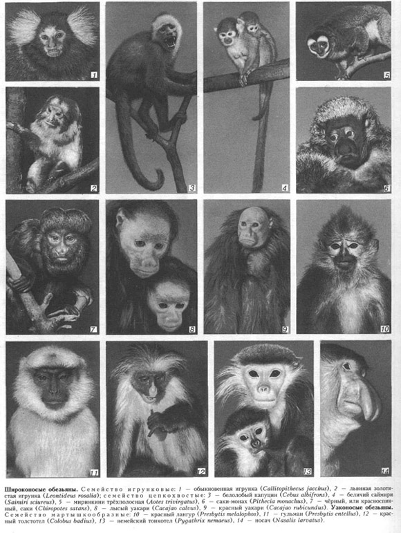 обезьяны (таблица 55)