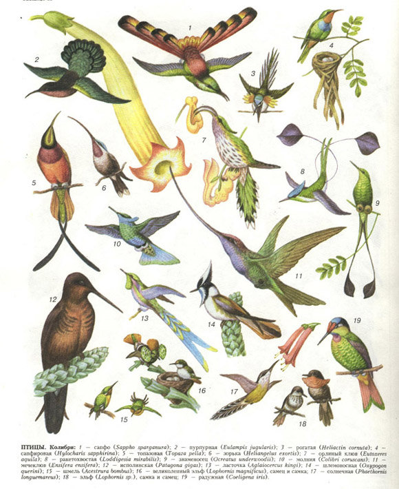 птицы (таблица 48)
