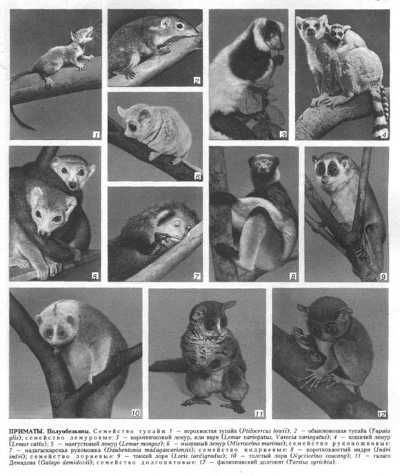 приматы (таблица 54)