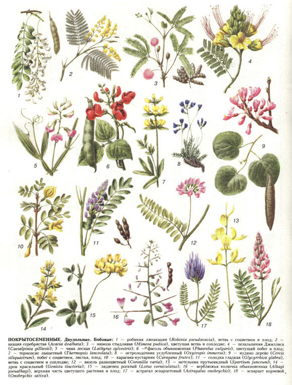 Покрытосеменные растения картинки с названиями