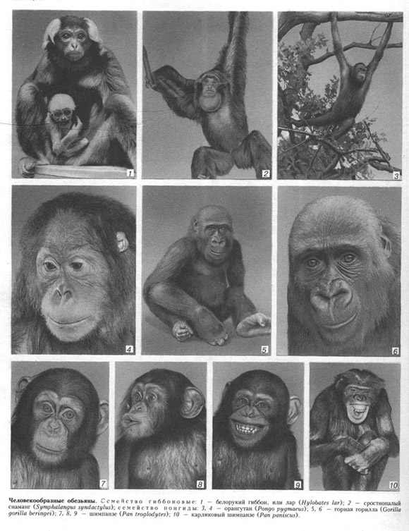 обезьяны (таблица 57)