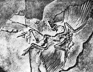 археоптерикс