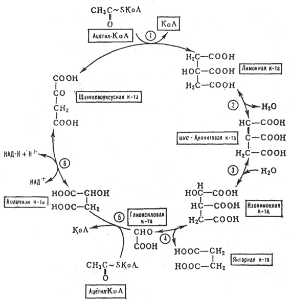 глиоксилатный цикл