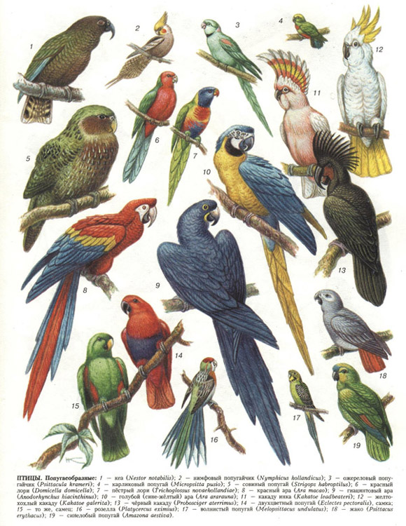 птицы (таблица 47)