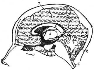 кора больших полушарий головного мозга