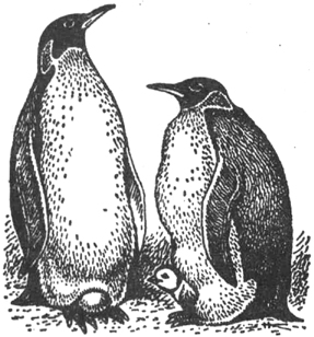 пингвинообразные