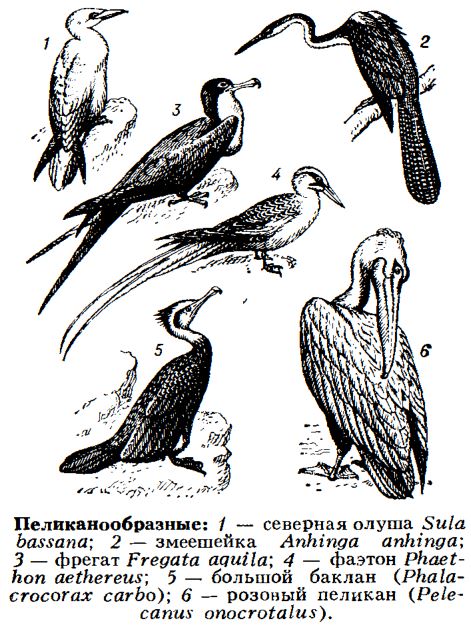 пеликанообразные