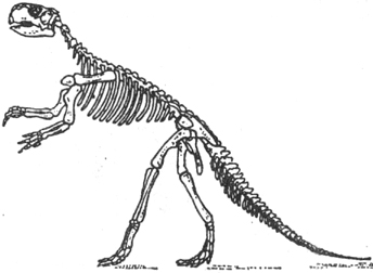 пситтакозавры