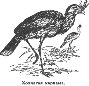 кариамовые