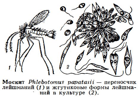 лейшмании