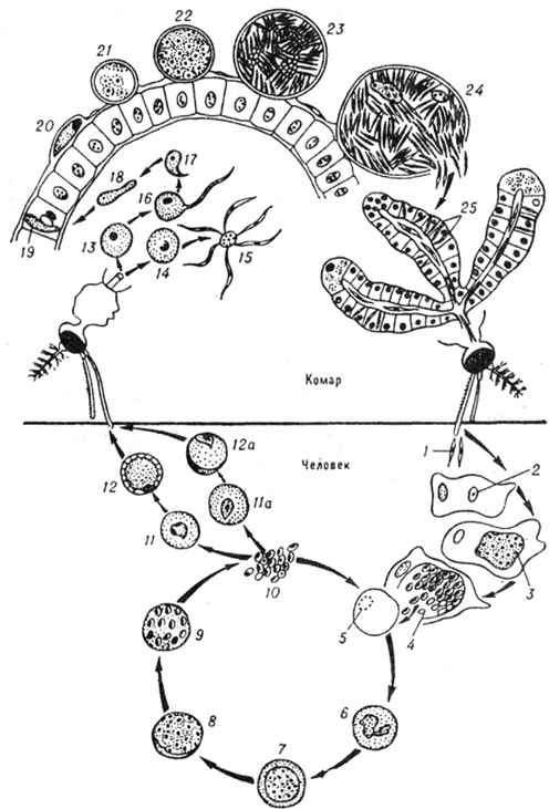 Малярийный плазмодий клетка. Жизненный цикл малярийного плазмодия схема. Строение плазмодия малярии. Малярийный плазмодий строение. Строение клетки малярийного плазмоида.