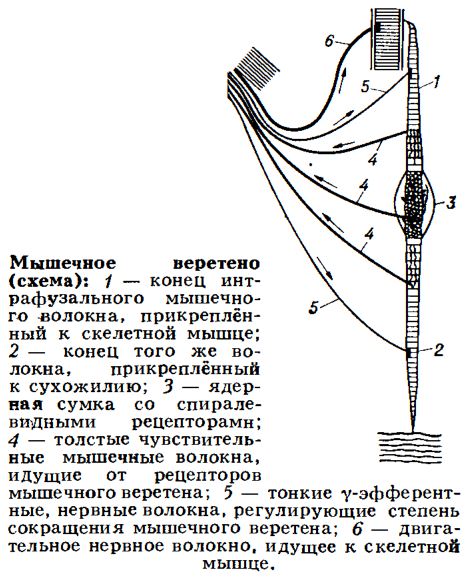 Нервно мышечное веретено схема