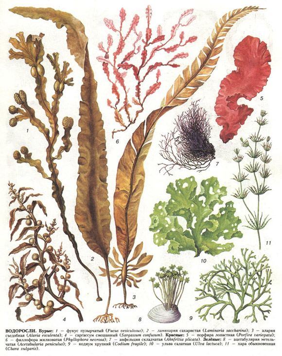 водоросли (таблица 9)