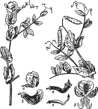 Листья смородины и усики гороха. Строение гороха раскраска. Продольный разрез цветка гороха посевного. Горох посевной рисунок. Pisum sativum продольный разрез цветка.