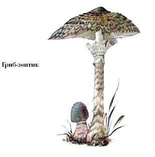 гриб-зонтик