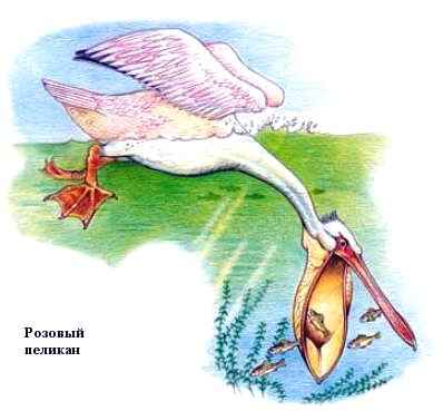 пеликановые