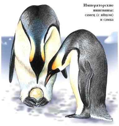 пингвиновые