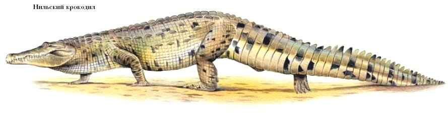 нильский крокодил