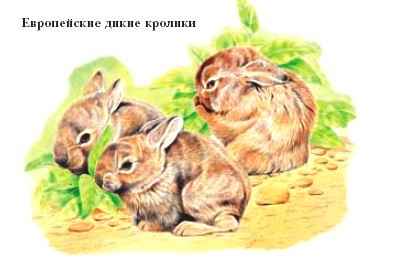 кролики