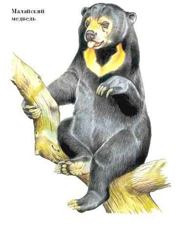 малайский медведь
