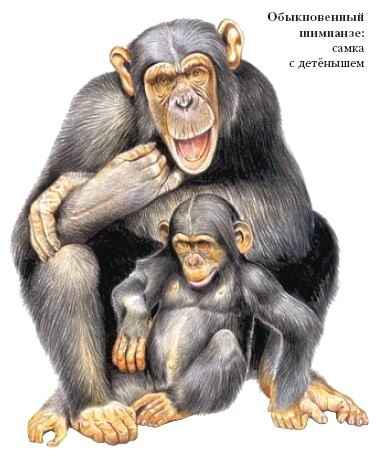 шимпанзе — Биология. Современная энциклопедия