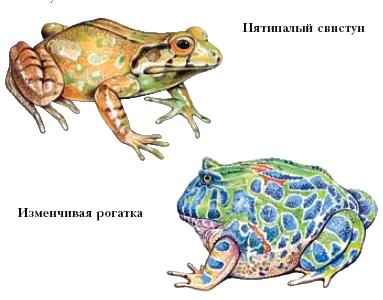зубастые жабы