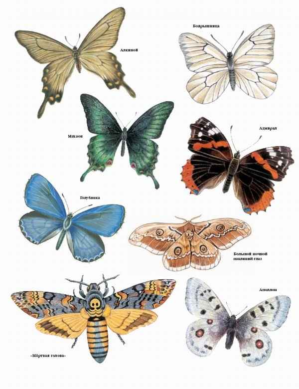 Разновидность Бабочек Фото И Их