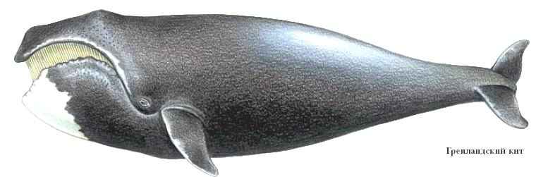 гренландский кит