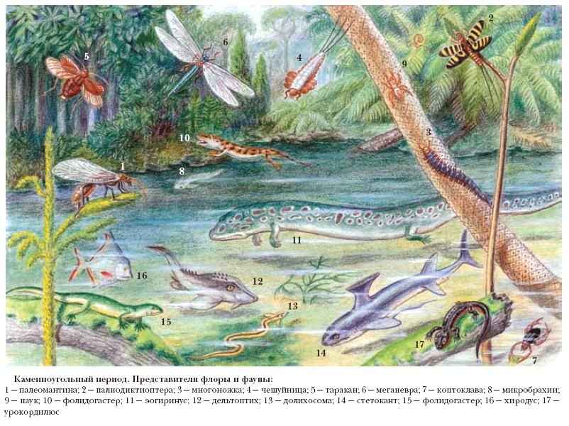 каменноугольный период