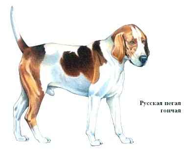 гончие
