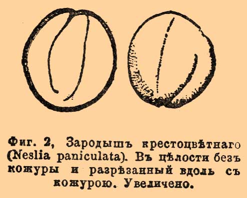 Зародыш, ботаническое понятие. Рис. 1