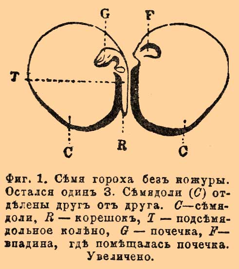 Семя гороха рисунок. Строение семени гороха зародыш. Строение семени гороха. Строение зерна гороха. Семена гороха строение.