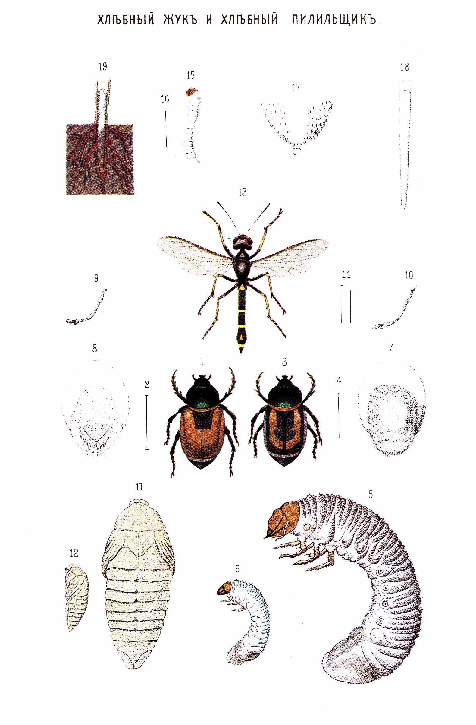 Хлебный жук. Рис. 1