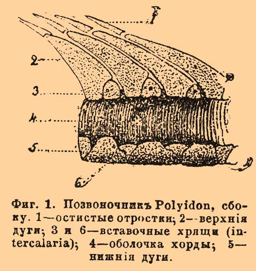 Ганоидные