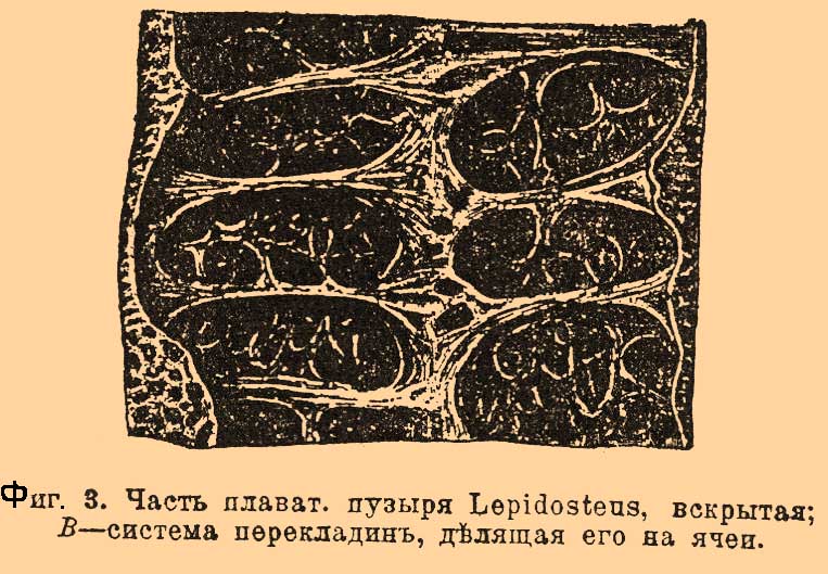 Пузырь плавательный. Рис. 1