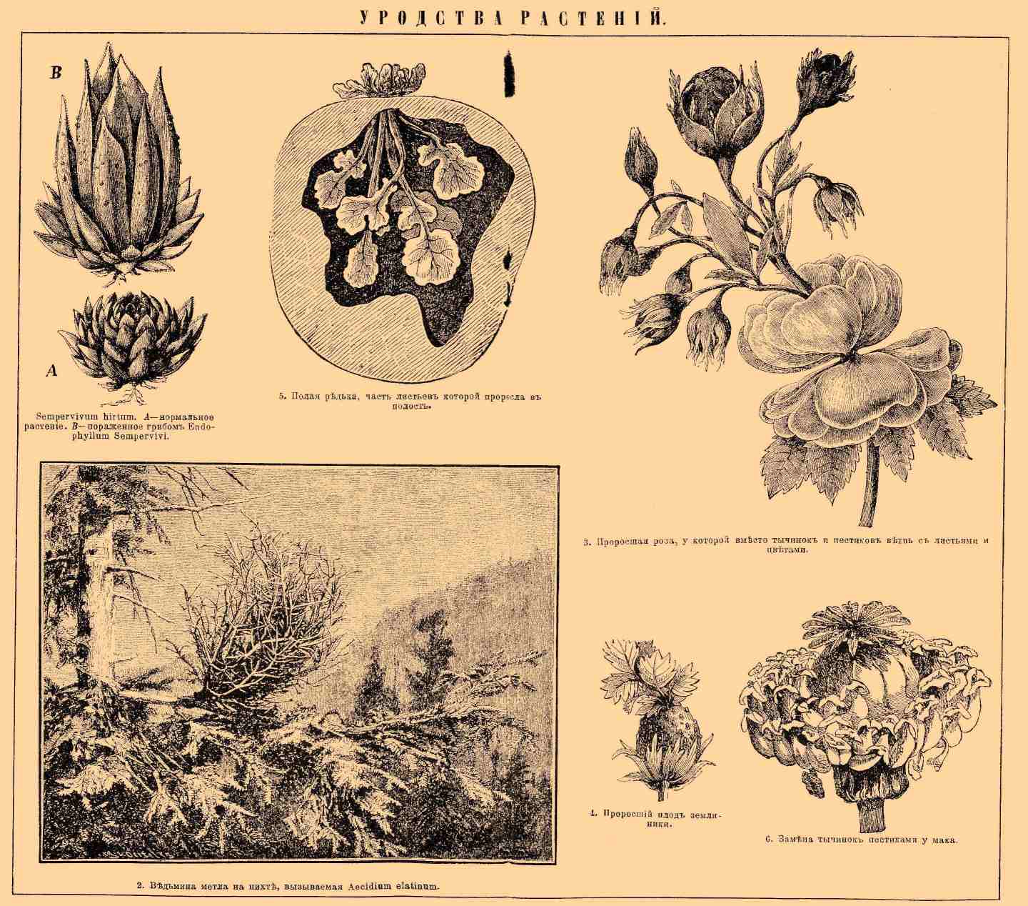 Уродства растений