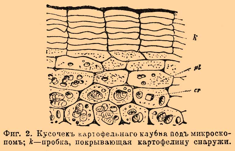 Пробковая ткань. Рис. 1