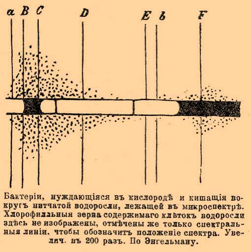 Энгельмановский метод исследования выделения кислорода