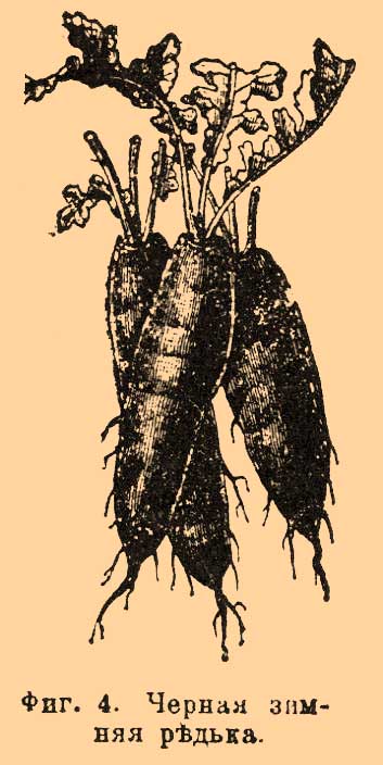 Редечные. Рис. 2