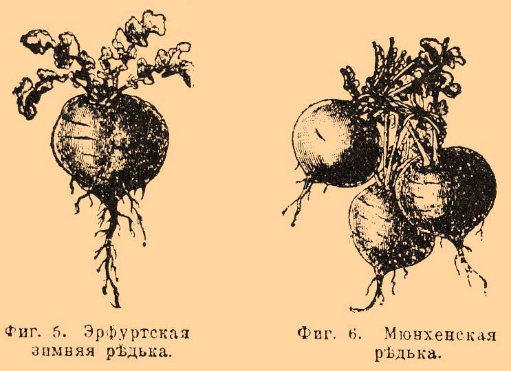 Редечные. Рис. 3