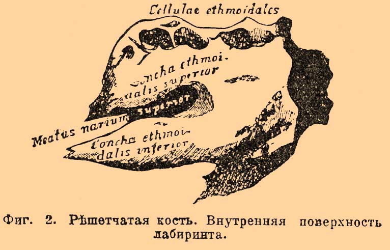 Решетчатая кость. Рис. 1